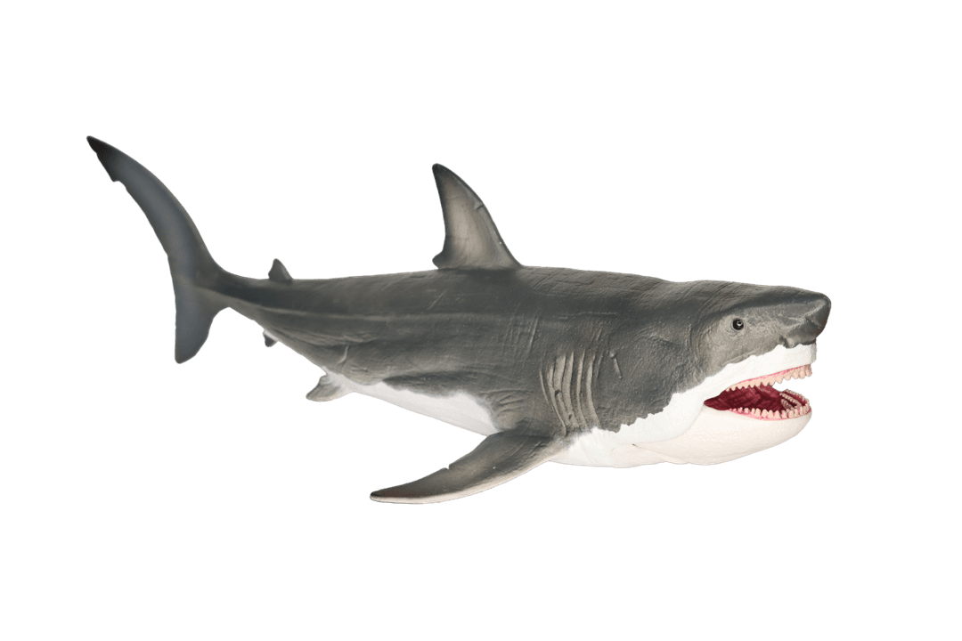Otodus megalodon