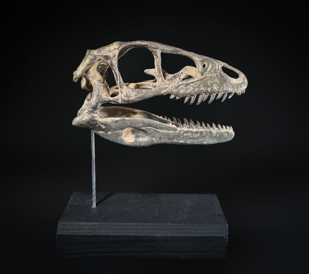 Crâne de Microraptor 1/1