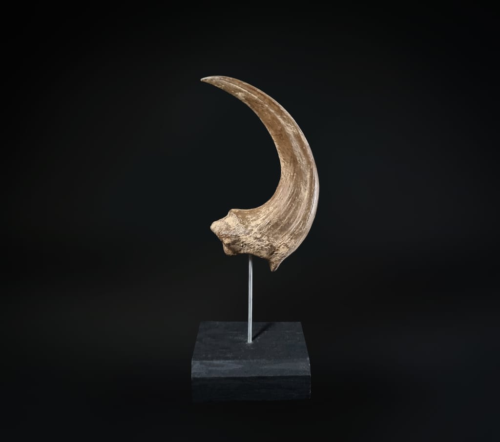 Griffe de Raptor (Deinonychus) 1/1