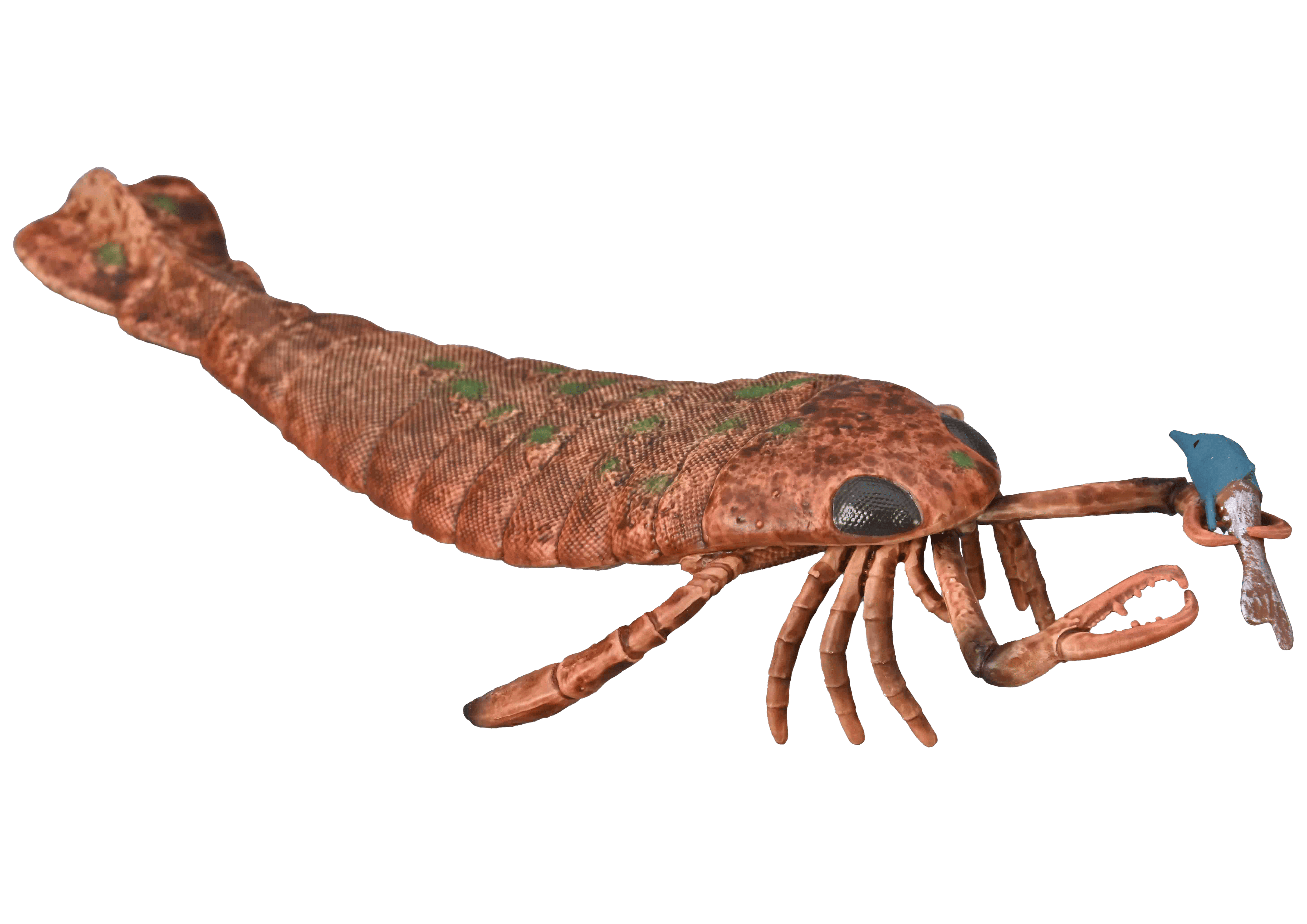 Jaekelopterus