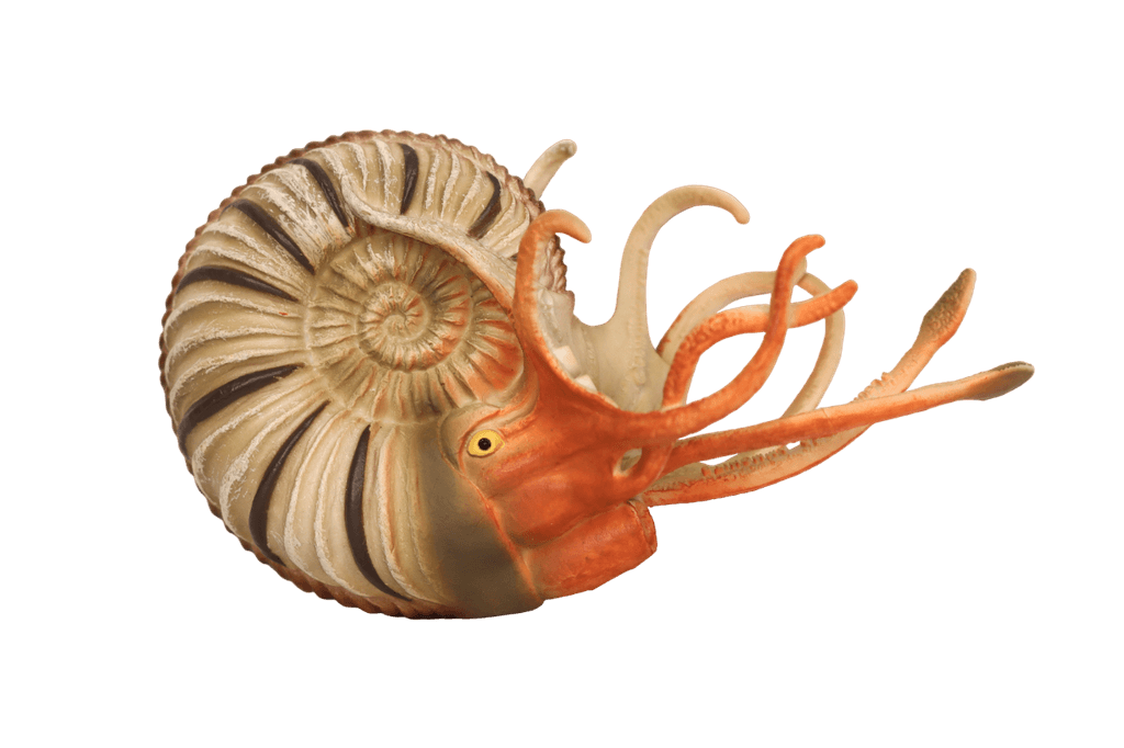 Pleuroceras (ammonite)