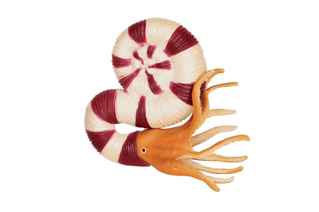 Pravitoceras (ammonite)